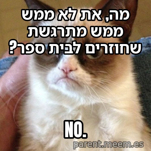 החתולה הזועפת meme: מה, את לא ממש ממש מתרגשת שחוזרים לבית ספר? / NO.