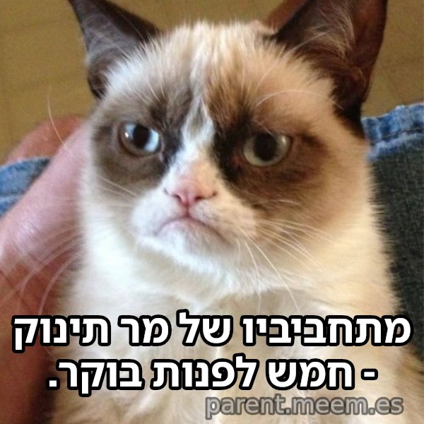 החתולה הזועפת meme: מתחביביו של מר תינוק - חמש לפנות בוקר.
